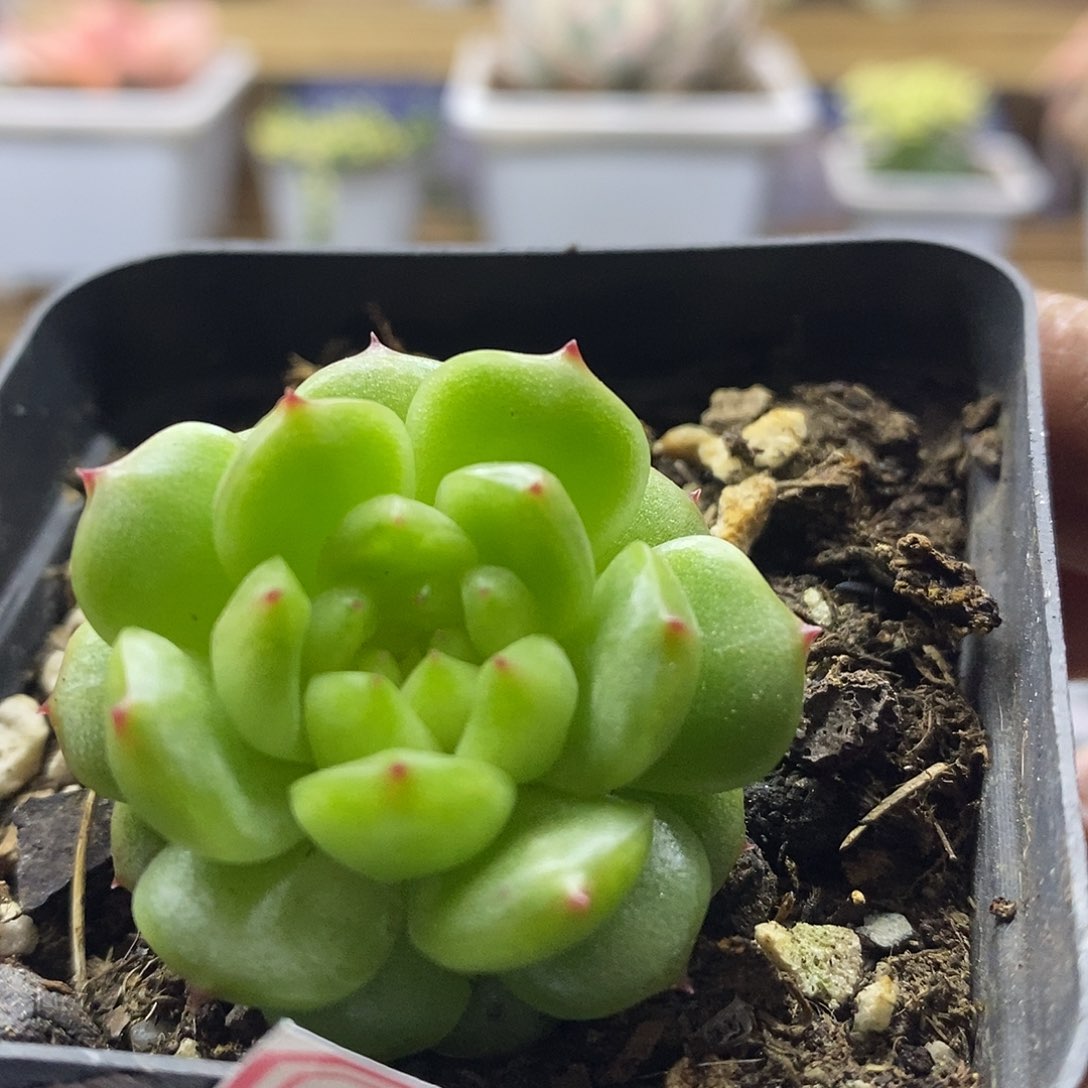 19166 灯泡珍妮多肉