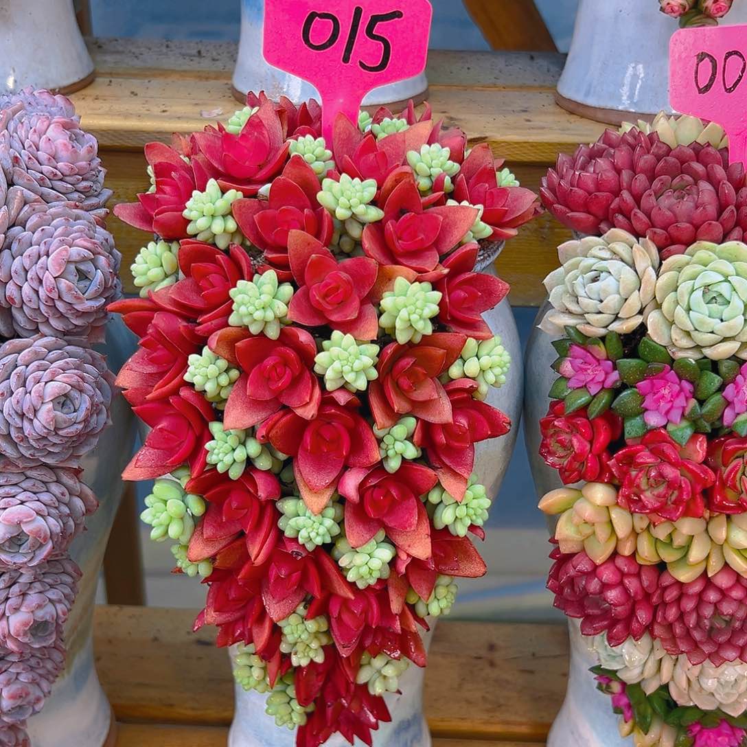 015红红红米多肉组合