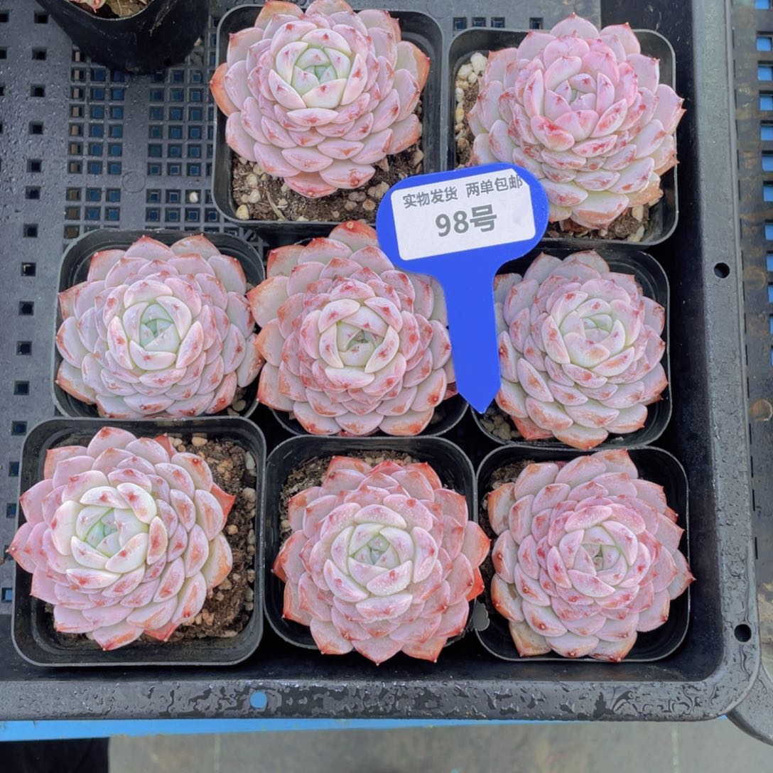 98号恩宠格瑞斯单头两个