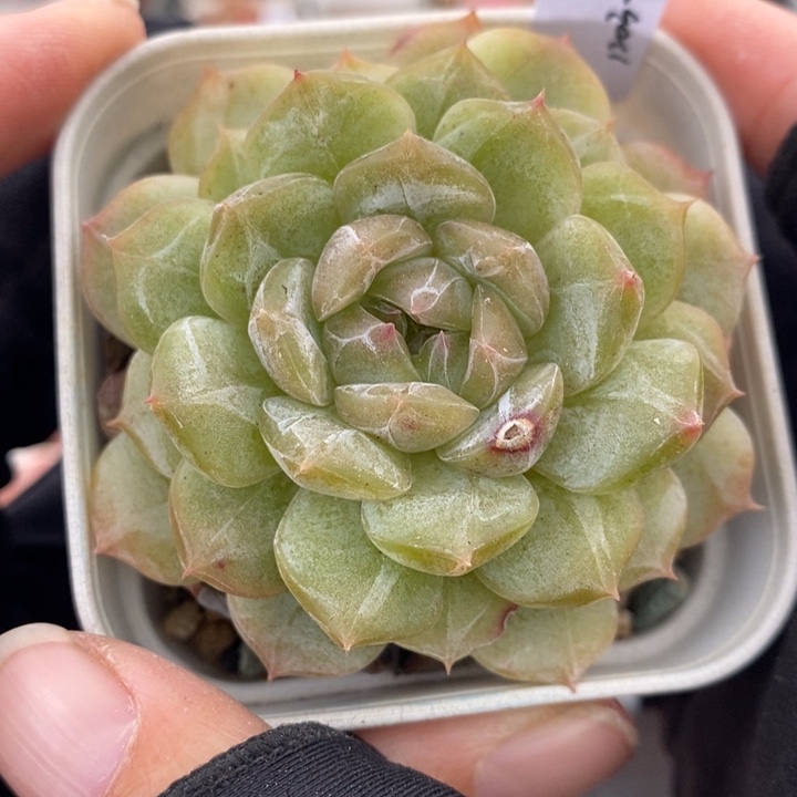 1203-588'白恋多肉