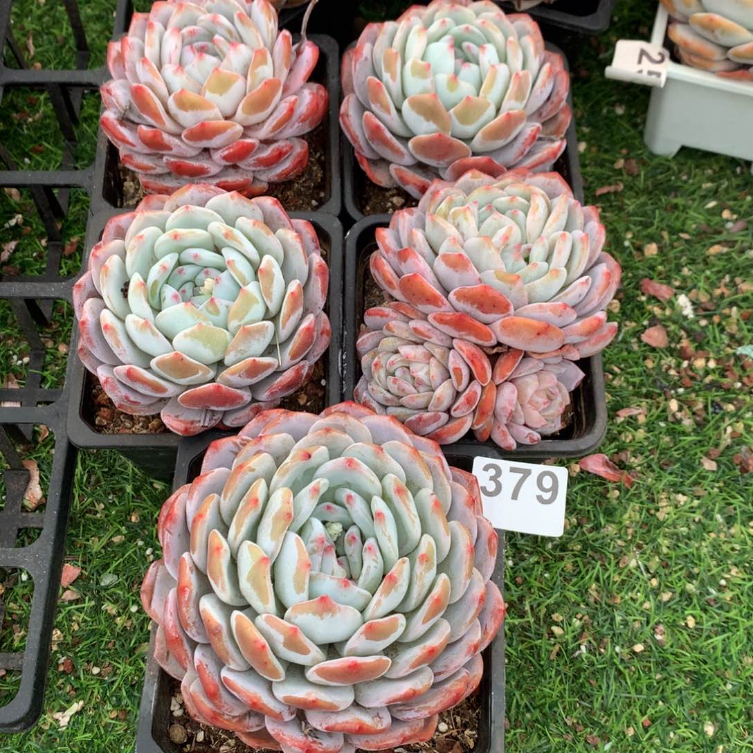 379橙子多肉植物组合