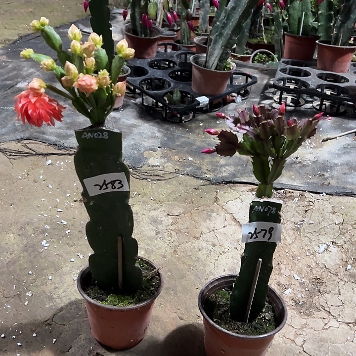 完全开放2583..2579