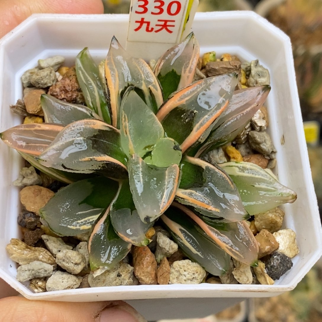 330号西瓜变异锦多肉