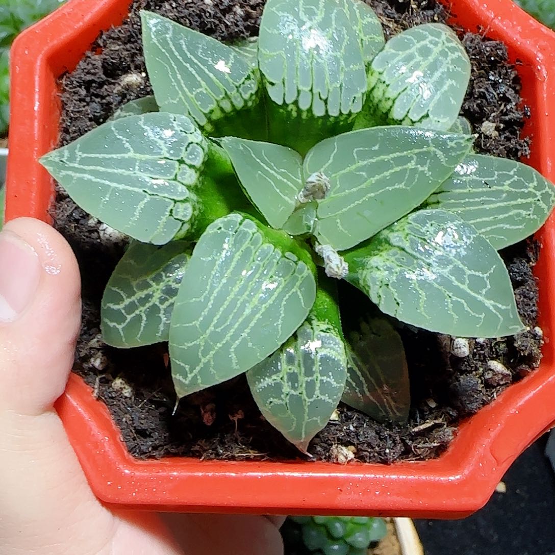 水晶康平原盆原土