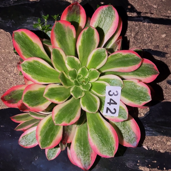 342女妖多肉植物处理不售后