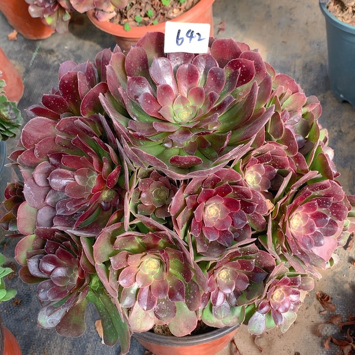 642荷兰玫瑰精品法师