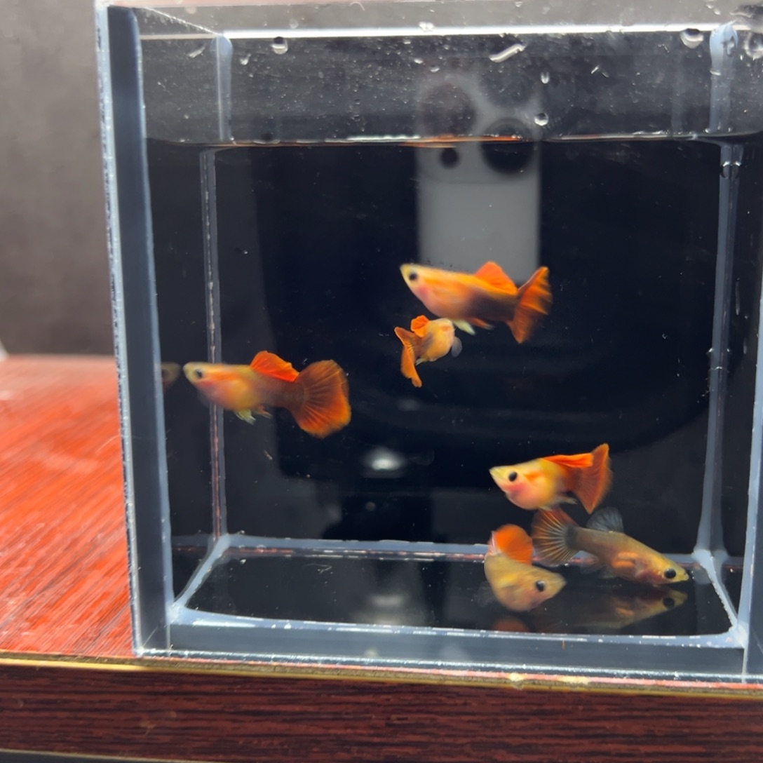 孔雀鱼红礼服玻璃猫两母三公