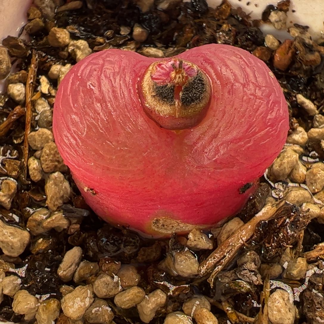 015多肉植物组合