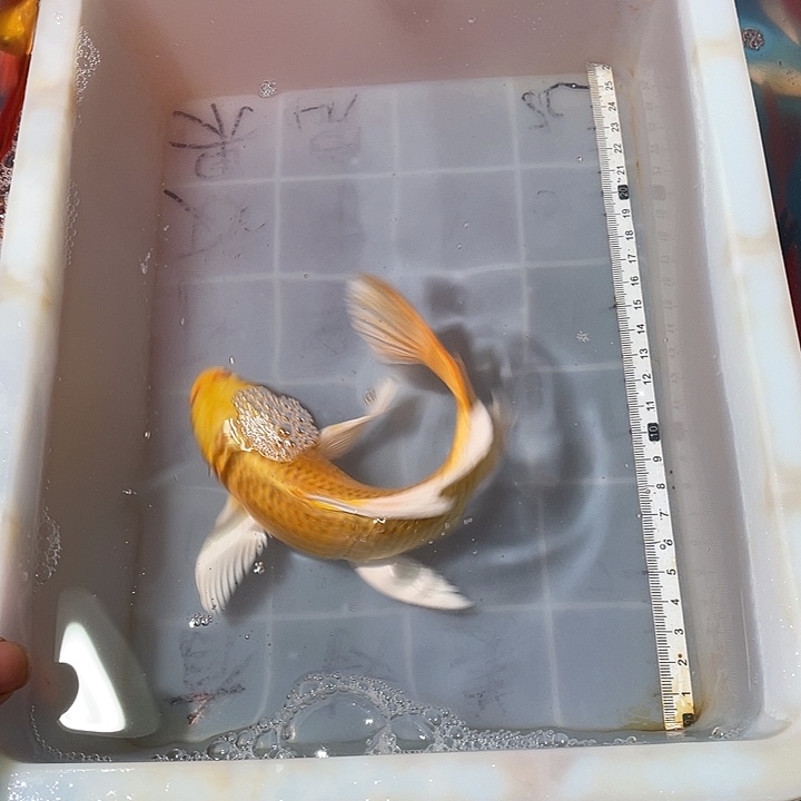 蝴蝶鲤鱼渔场直发177