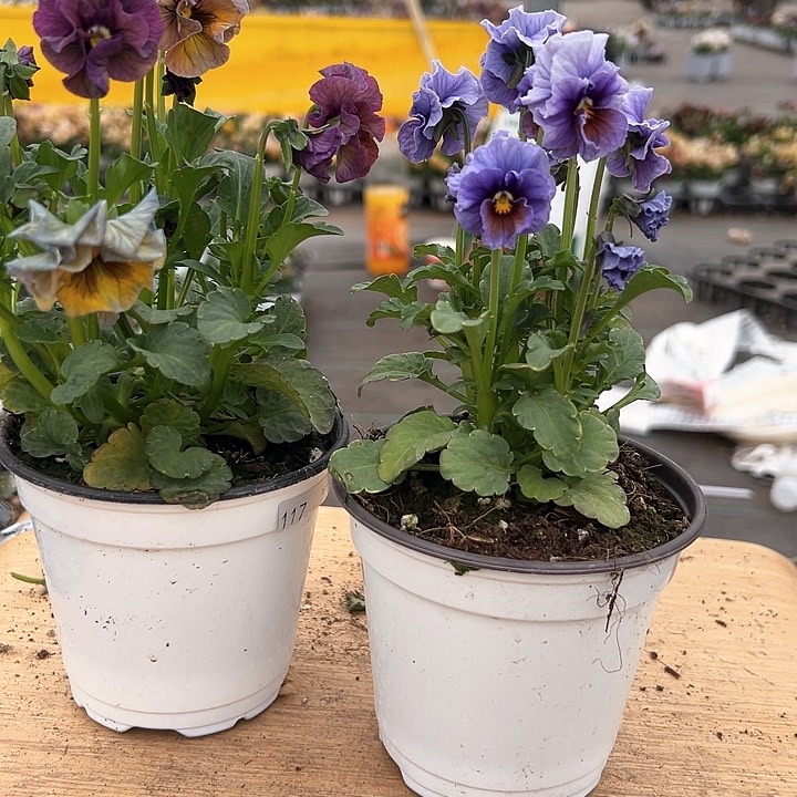 红陶抖音直播闪拍117