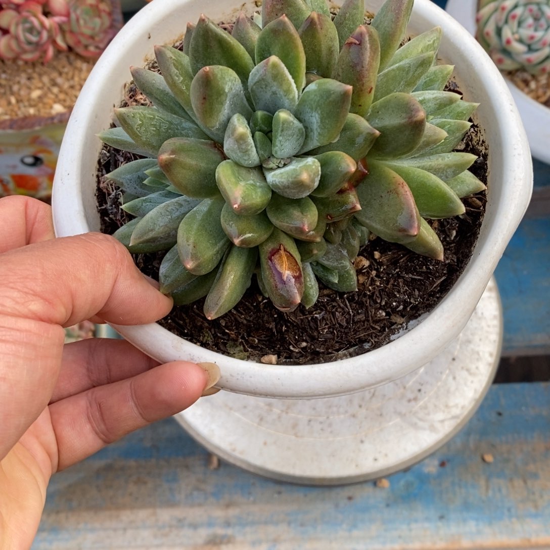 多肉植物一物一拍多肉
