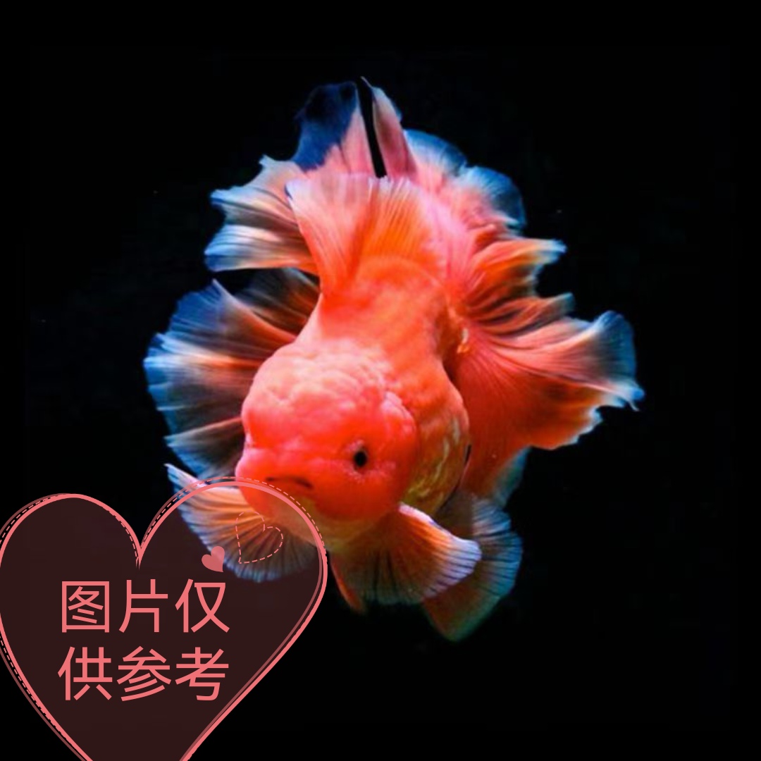 （泰狮金鱼冷水鱼包邮包活）直播间专属链接一物一拍 不选随机发货