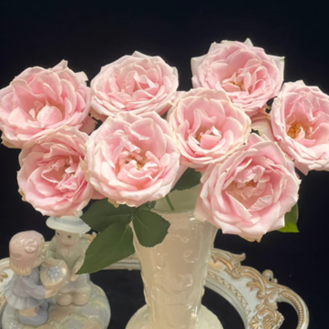 【微风花卉】粉红雪山玫瑰10枝/20枝-2单升级京东冷链/EMS空运包邮