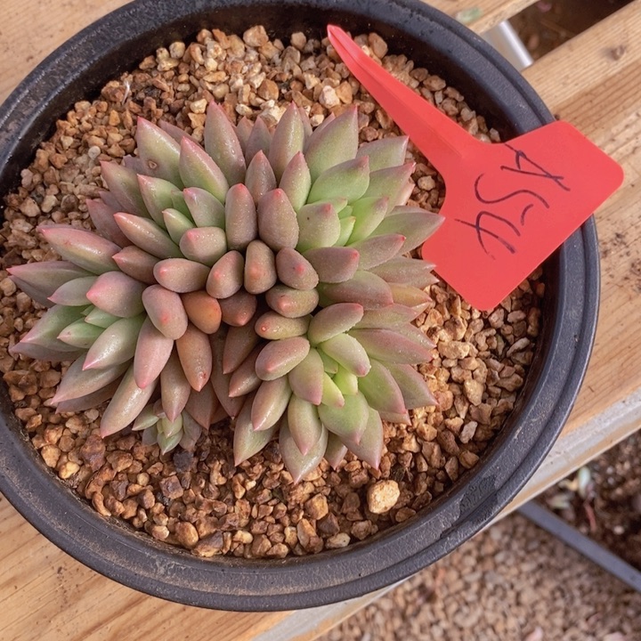 是不是很喜欢这个风格