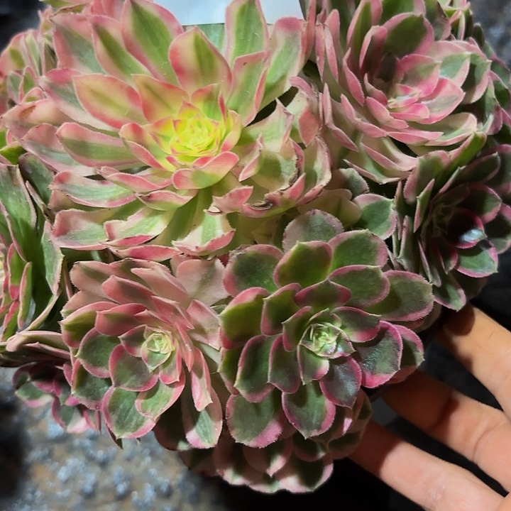 多肉植物玉芙蓉895号