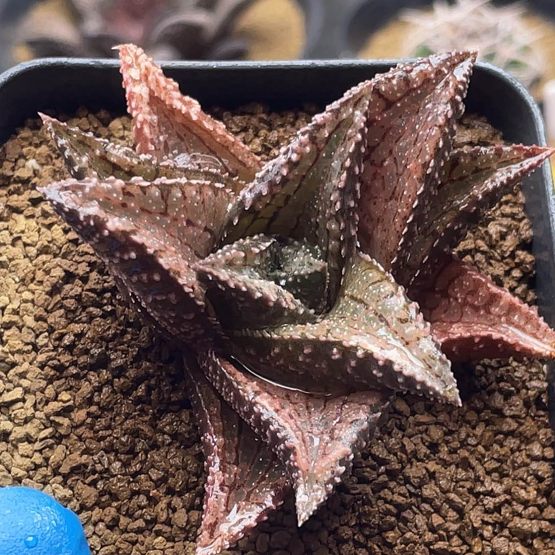 实生丸叶不知名硬叶十二卷仙人球