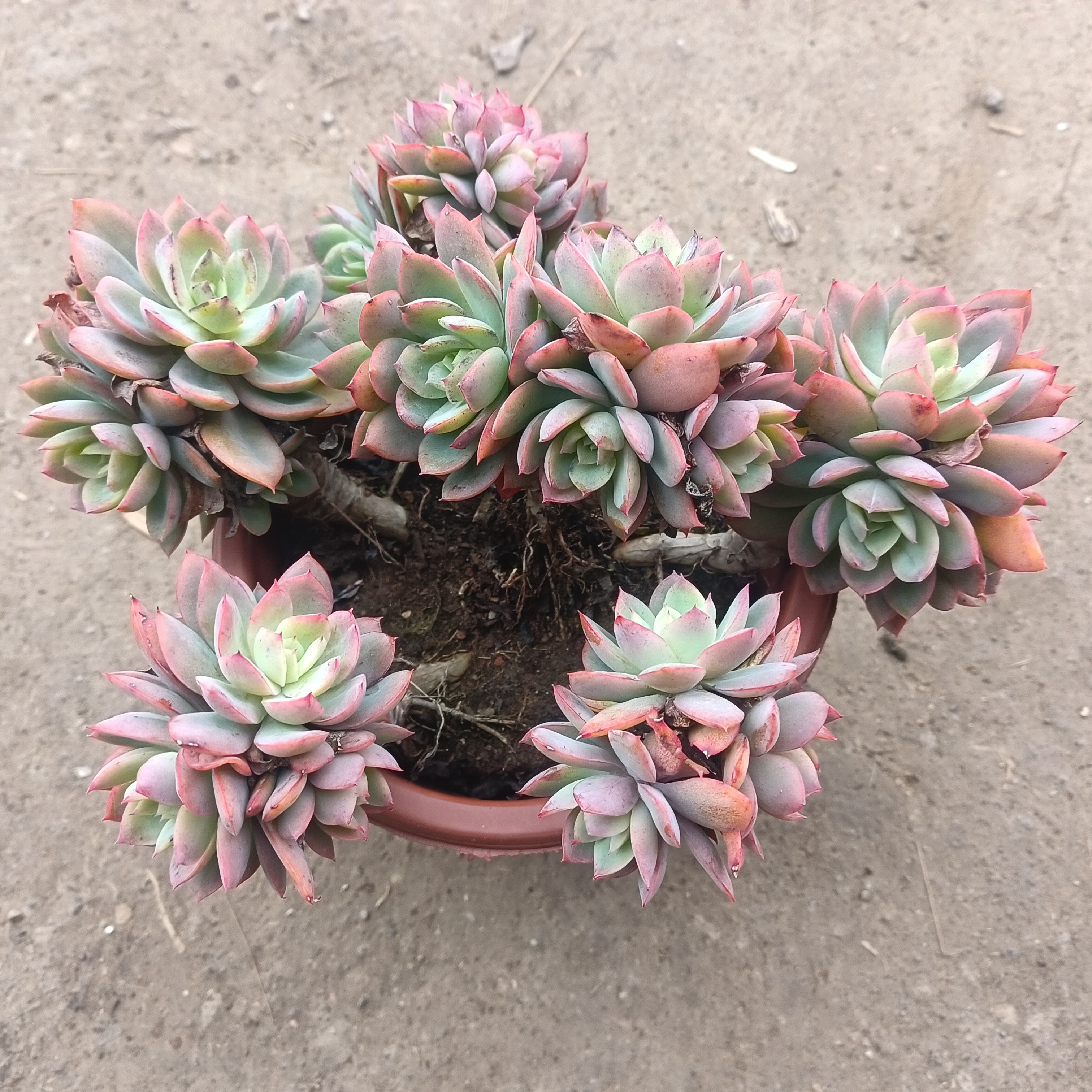 甜美多肉好养的绮罗多肉带盆带土包邮适合办公室种植