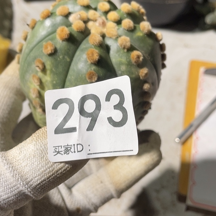 无根三角嫁接琉璃兜一颗