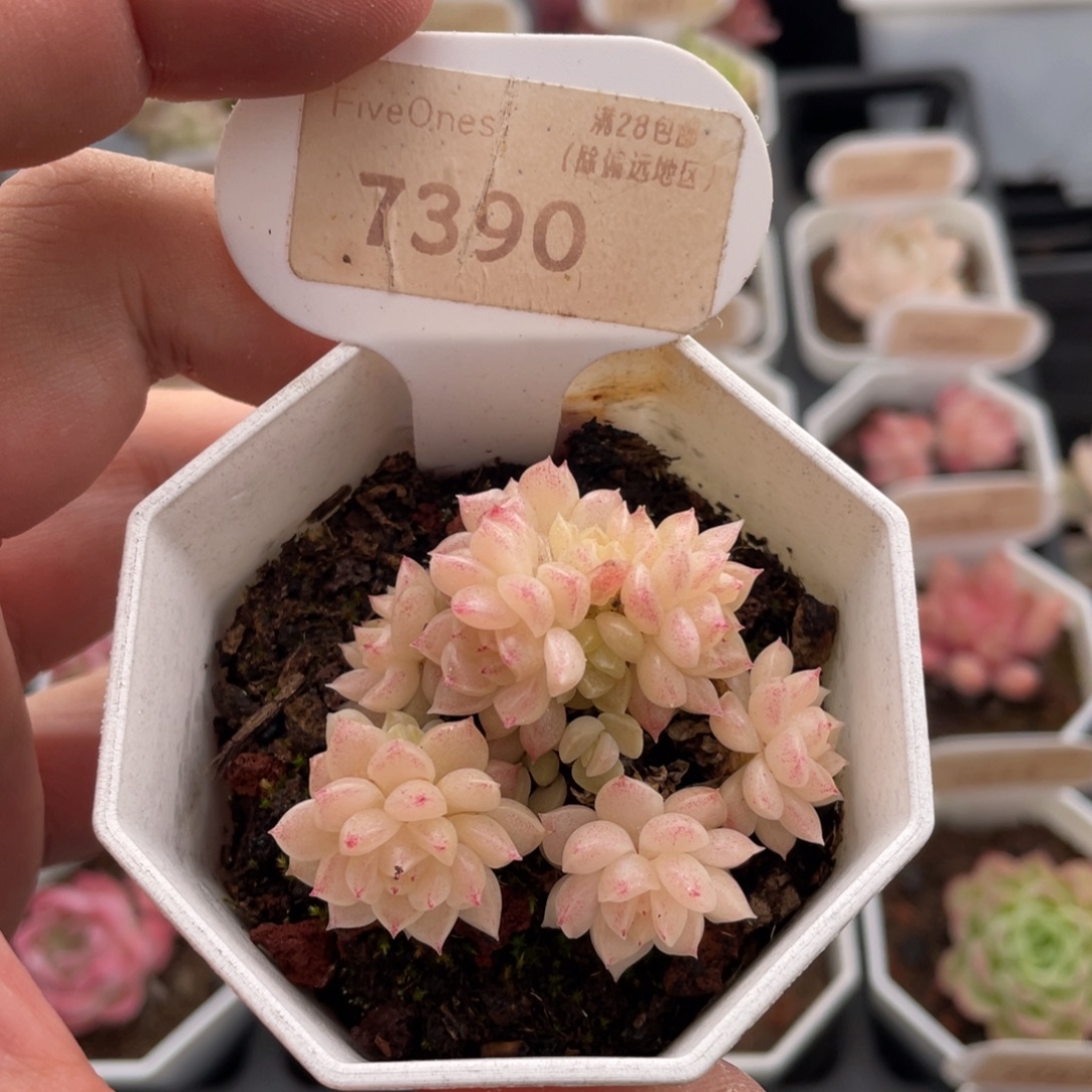 麦秆群7390-5.0厘米