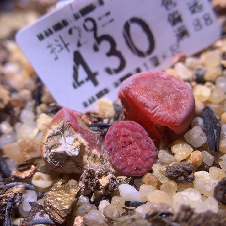 精品生生花29.430阿克