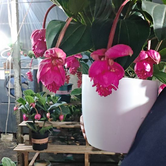 年***轮完全开放宝莲灯花基地发货