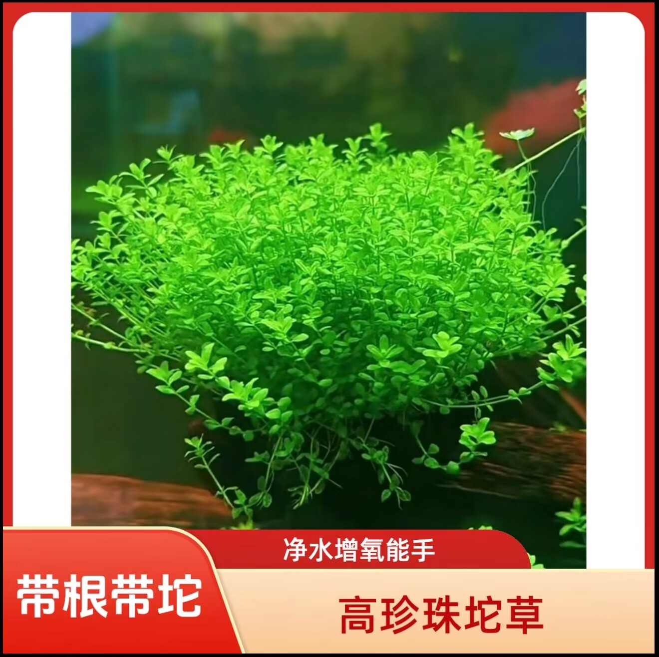 高珍珠坨草水草耐寒增氧净化水质用于鱼缸造景水下叶植物
