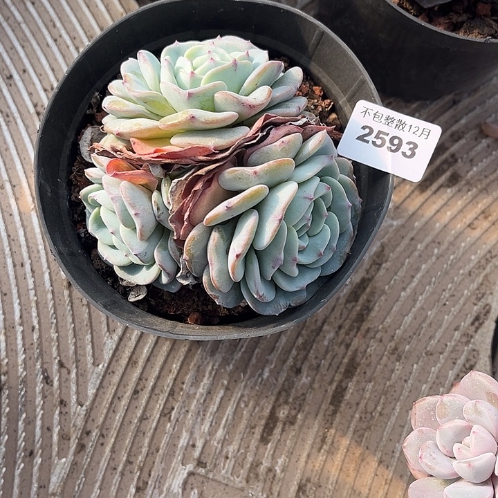 阿雅园艺。   2593勃朗峰