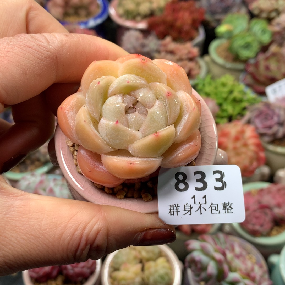 精控拇指盆1.1833