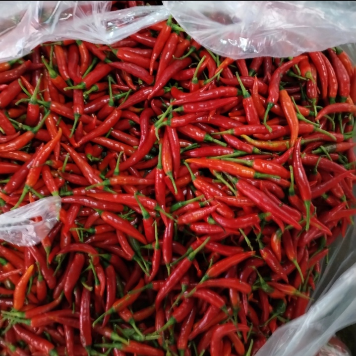 云南文山新鲜特辣小米辣现摘红辣椒朝天椒可做泡椒腌菜指天椒