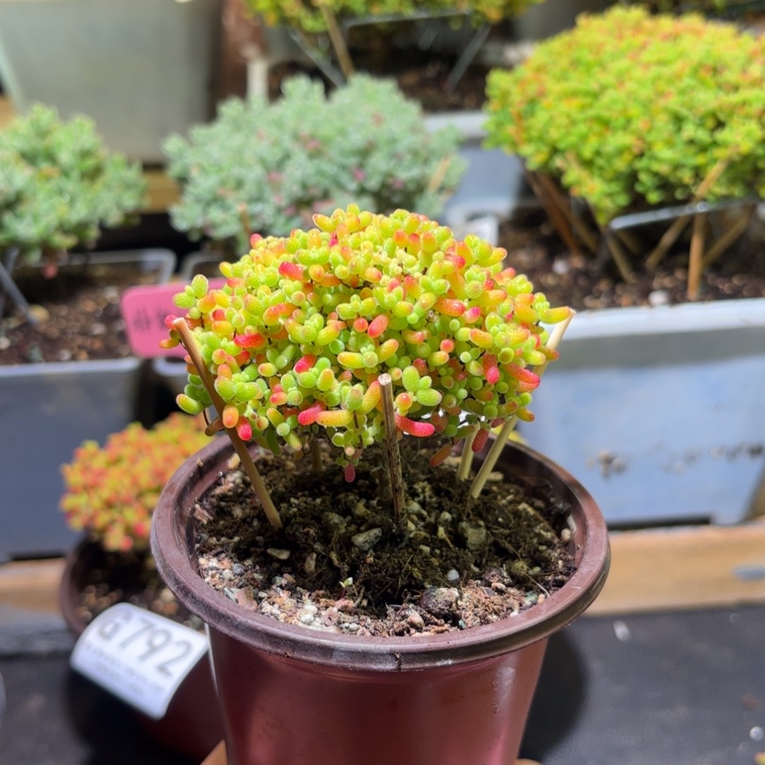 枝干番杏密橘糖球G794