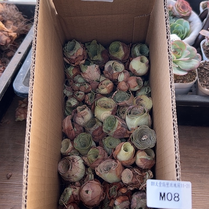 苗苗山地玫瑰2厘米小个量拍08