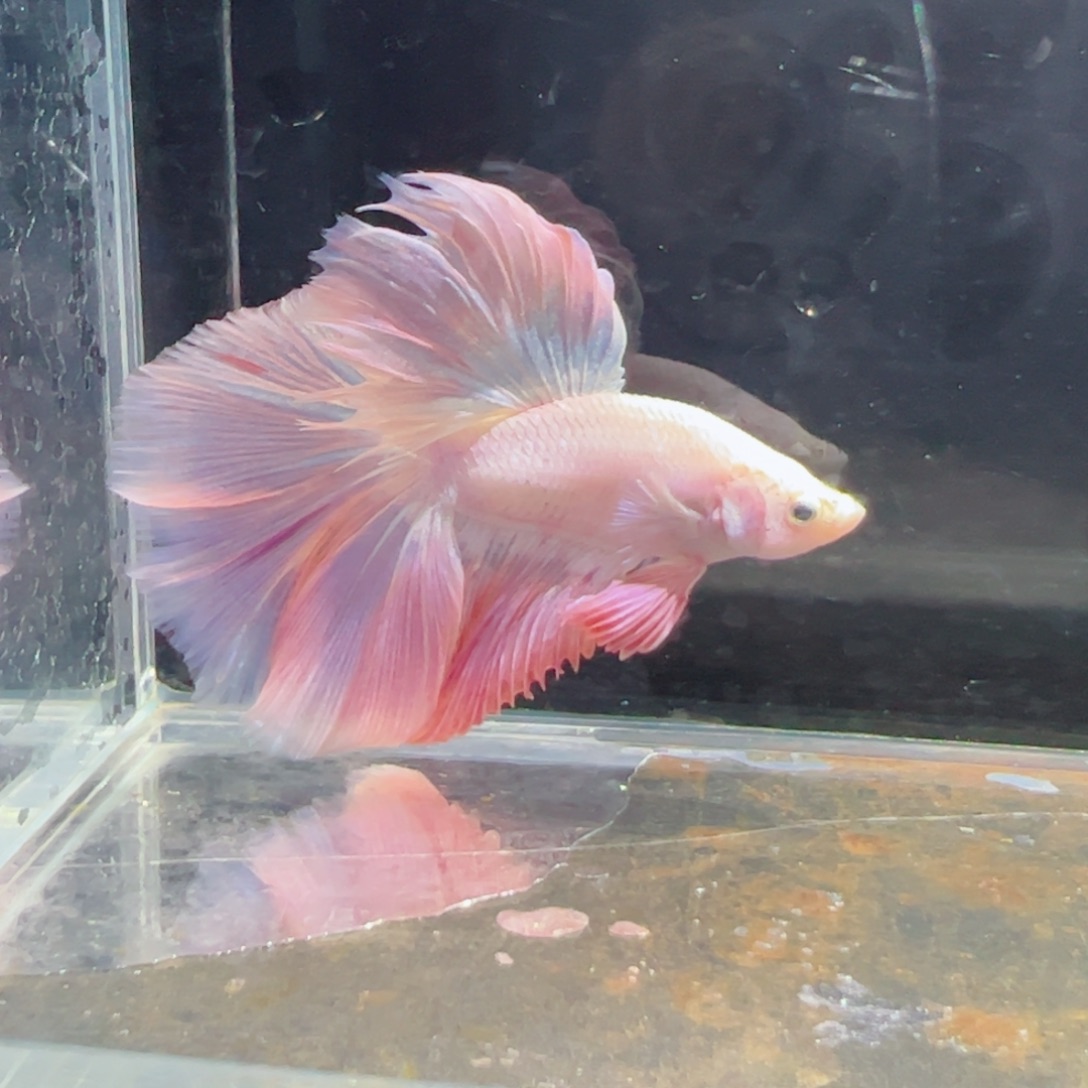 斗鱼浅色特殊尾hhhh