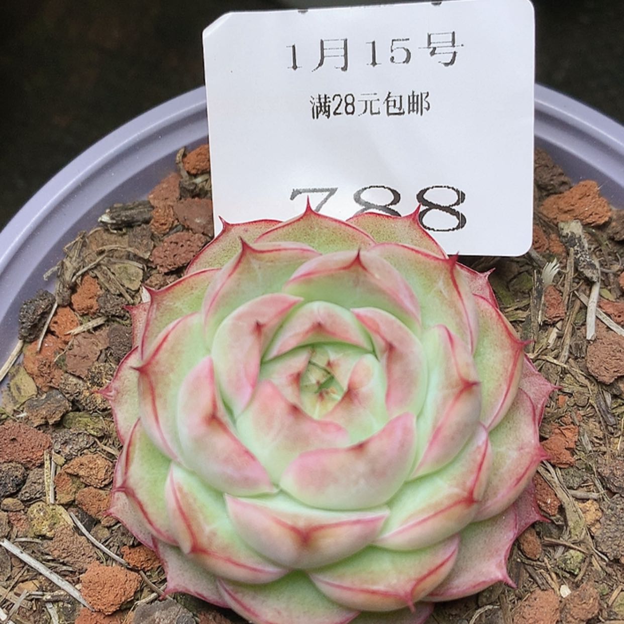 【闪购商品】云788