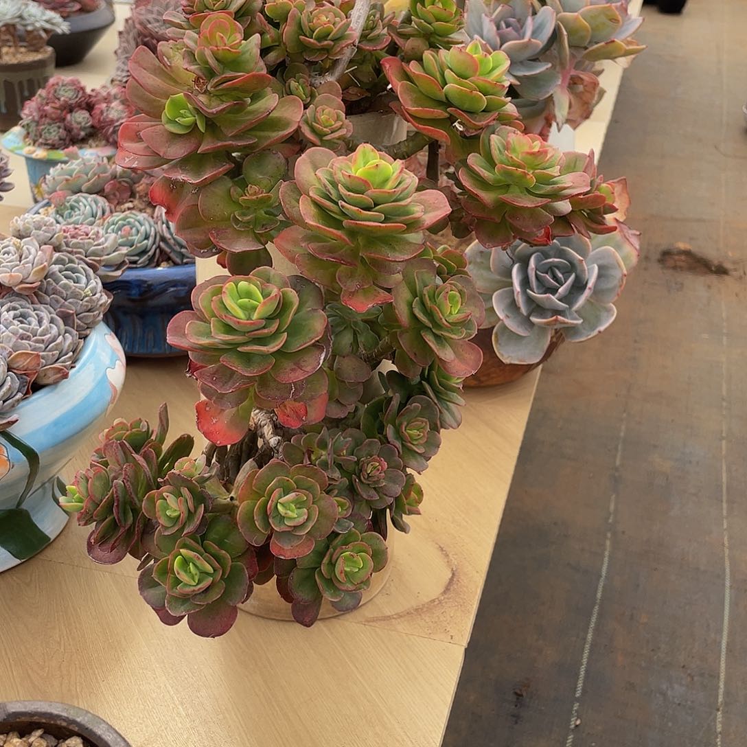 红梅多肉多肉多肉