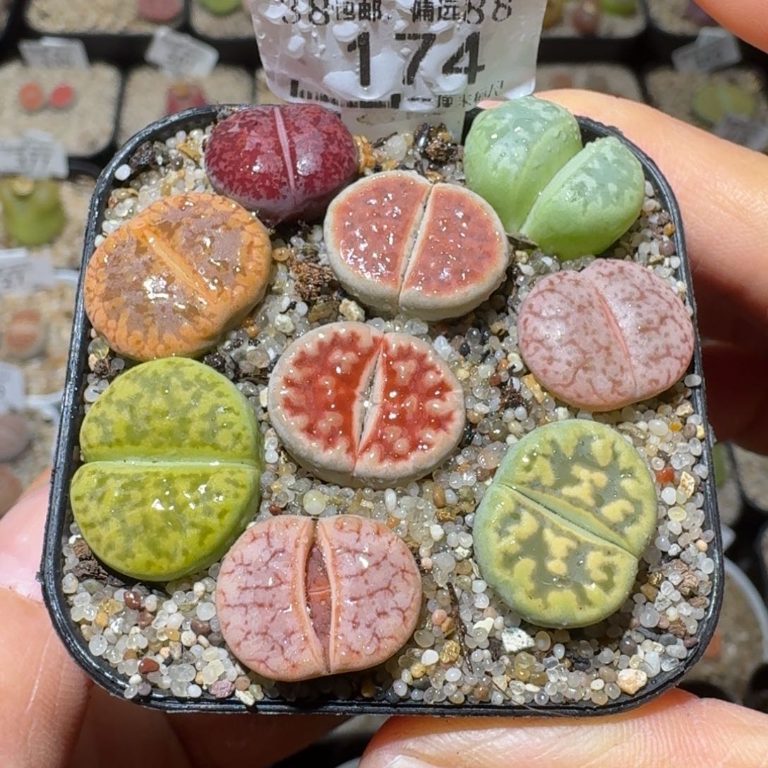 Ssss好货也清了174