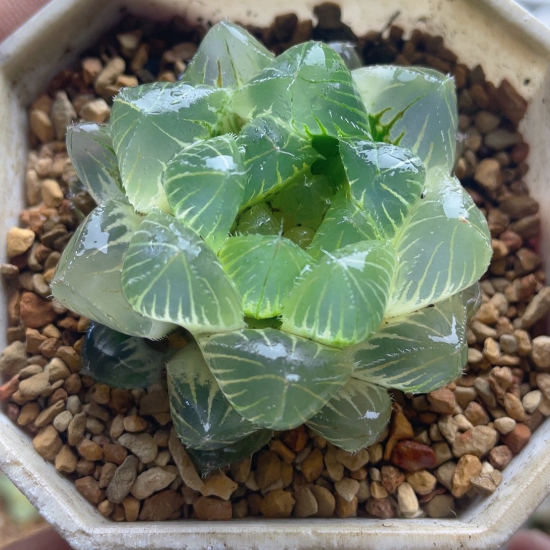 十二卷多肉糊斑白赤线玉露锦。