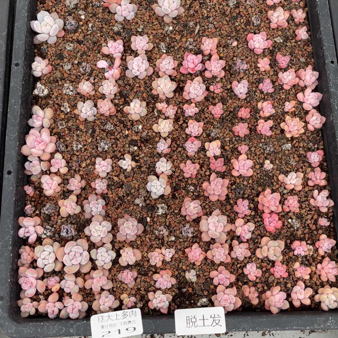 请***2糕大上多肉植物219