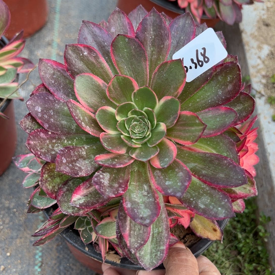 368黑魔锦多肉植物一