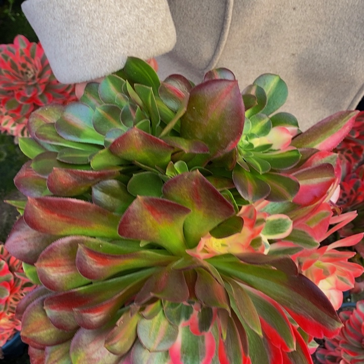 ❤️**粉女郎一颗补的运费多肉植物