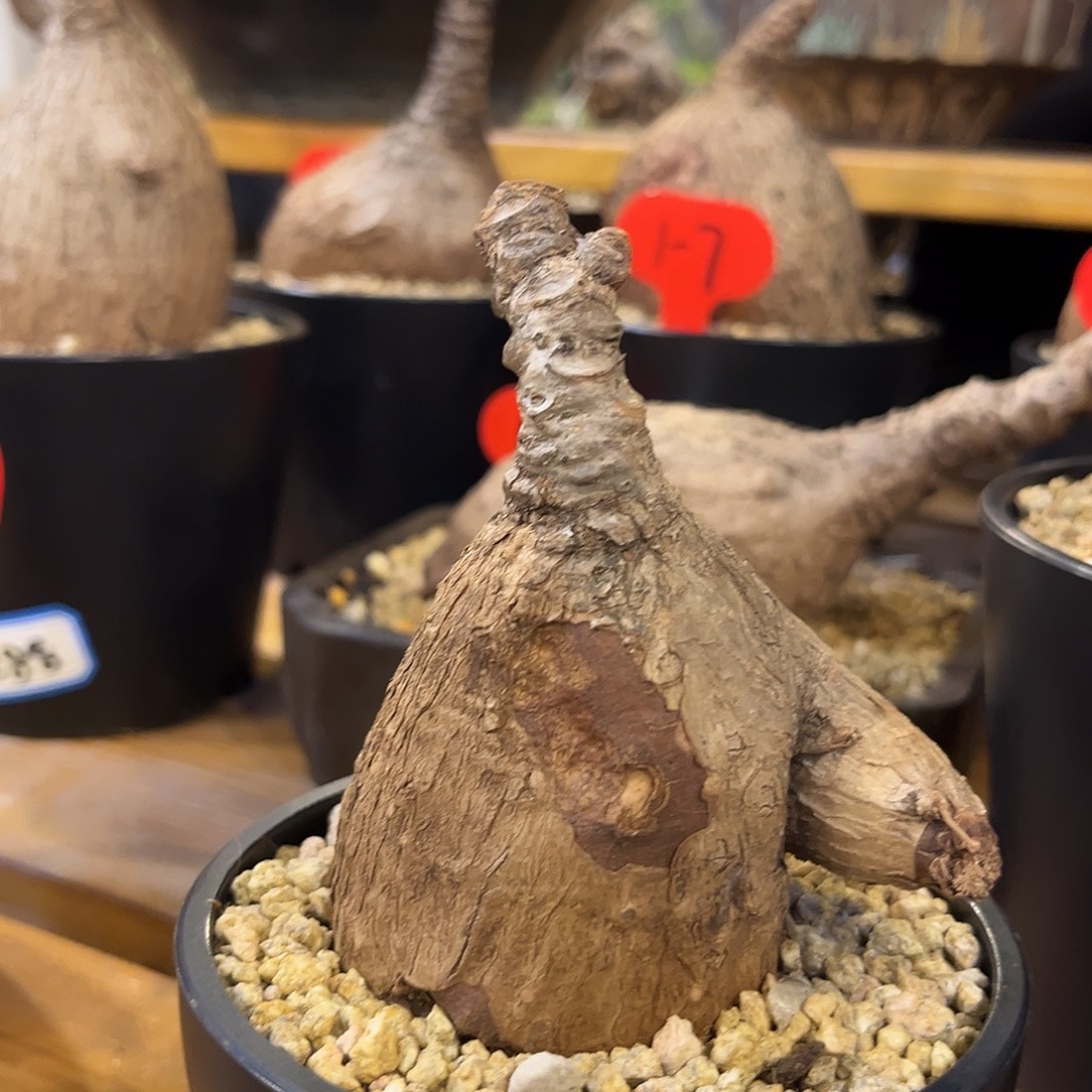 汤圆植物奇艺油柑