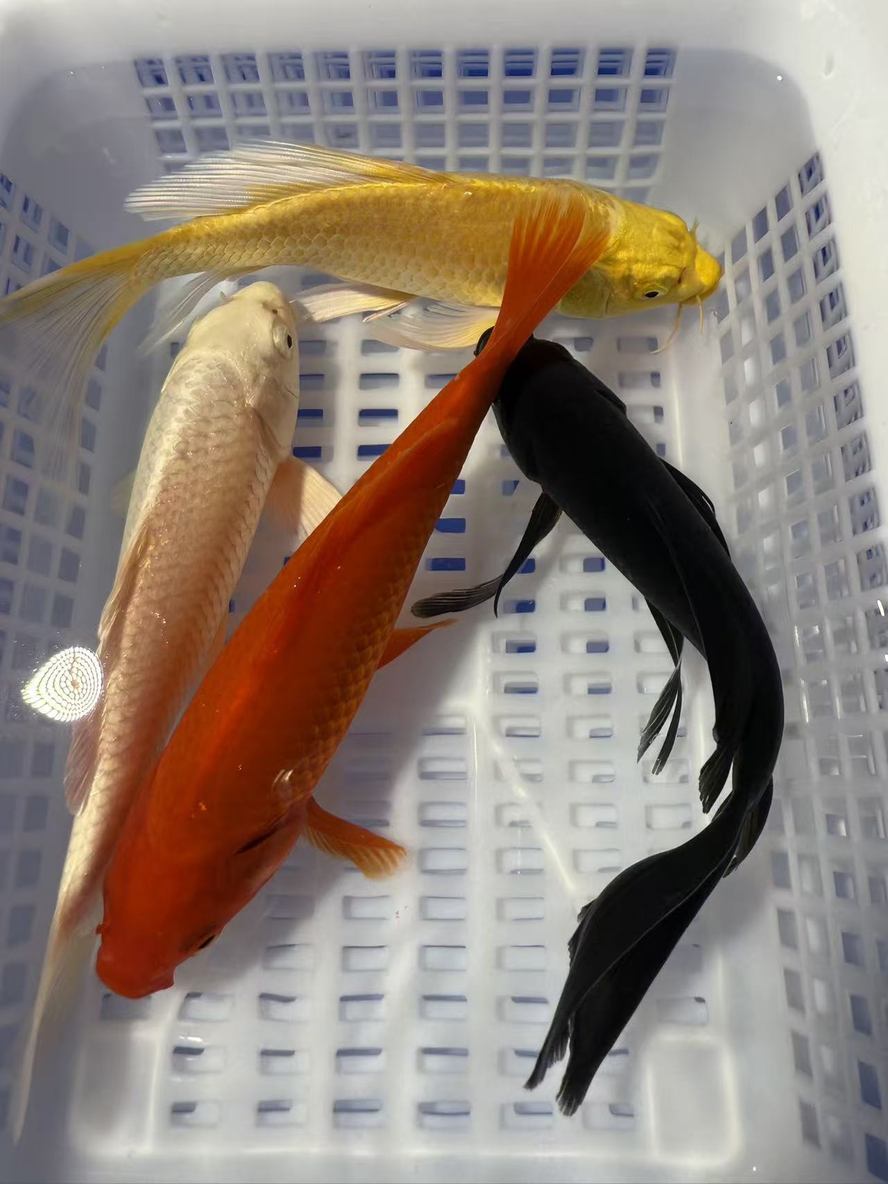 【13-15cm四条装】冷水锦鲤观赏鱼