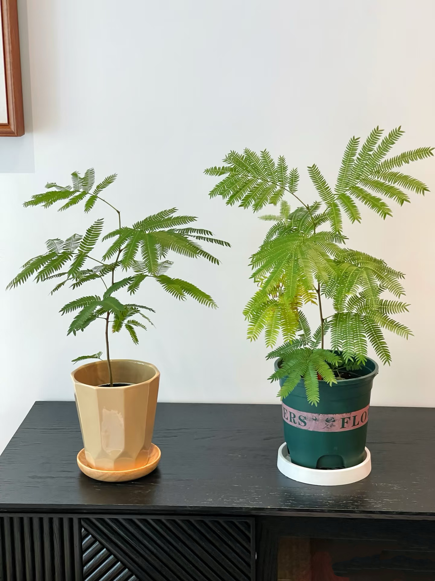 【密叶猴耳环】含羞草植物耐阴好养适合客厅的高端轻奢绿植盆栽