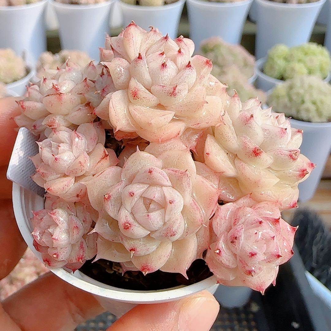 1228-41（m1-565-2）优选