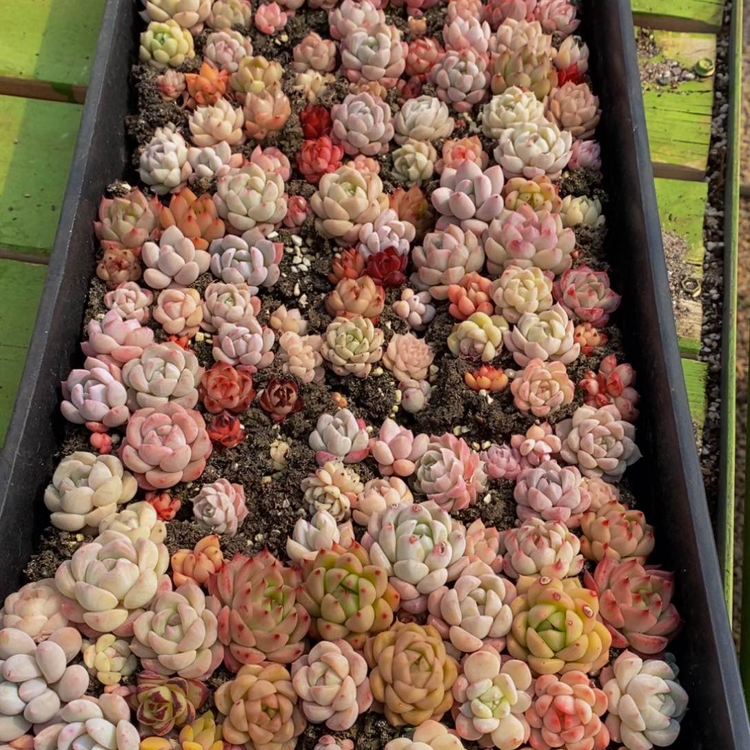 497多肉植物保护研究所所长助理