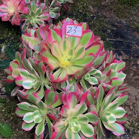 男神老桩捧花法师23链接