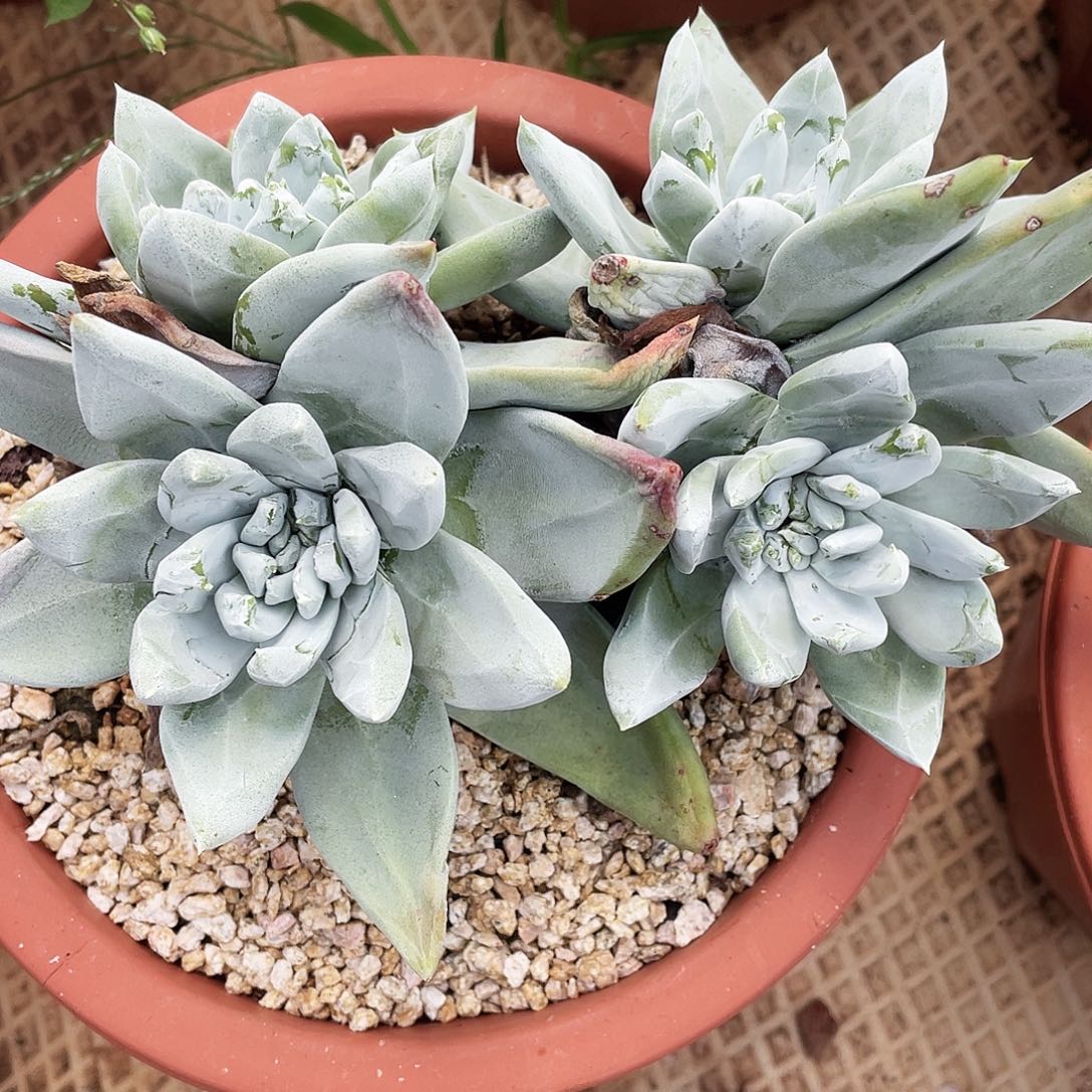 苹果叶杂拇指老桩