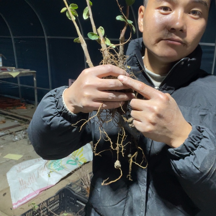 彩之雪海棠花一颗