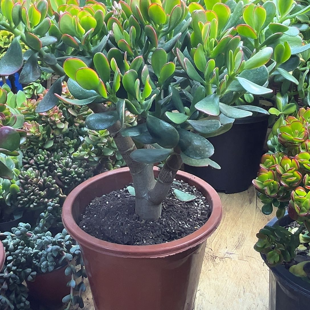 陌***年完全开放黄金花月一物拍