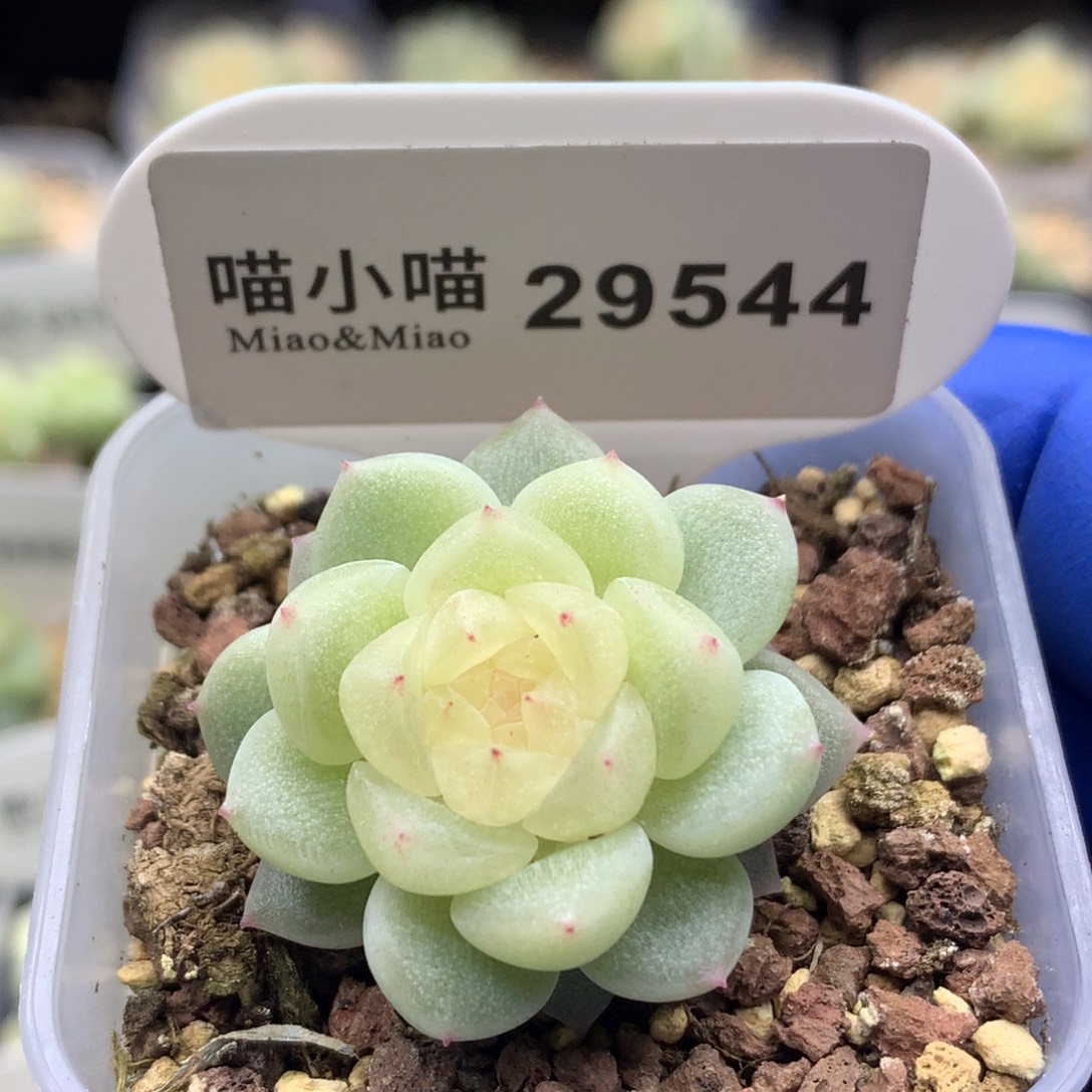 多肉植物杂交珍妮