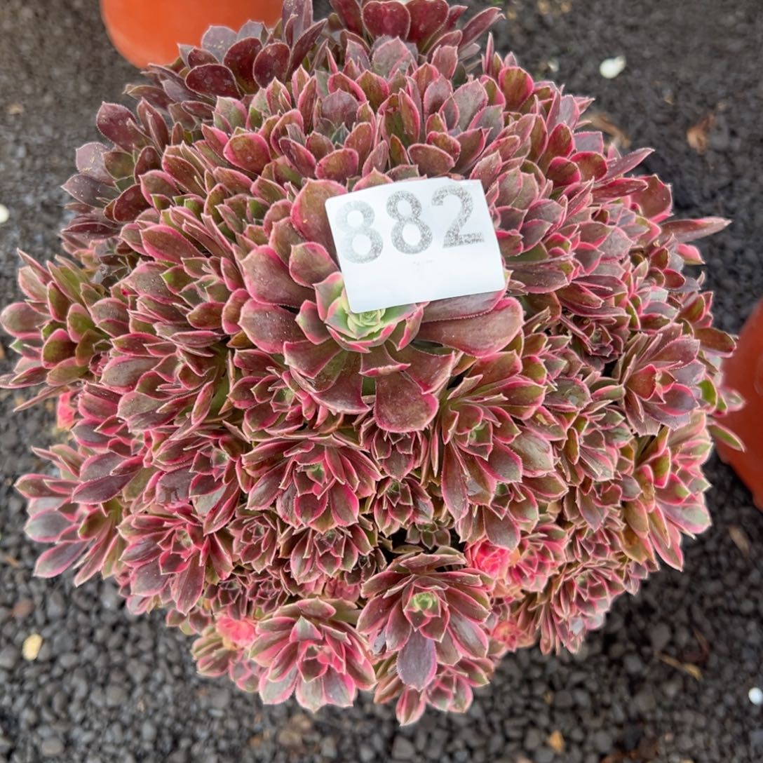 我是真的很喜欢这个